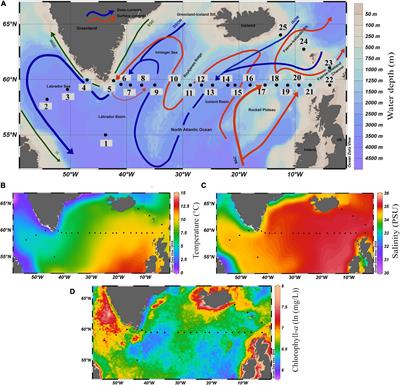 Planktic Foraminiferal Assemblages in Surface Sediments From the Subpolar North Atlantic Ocean